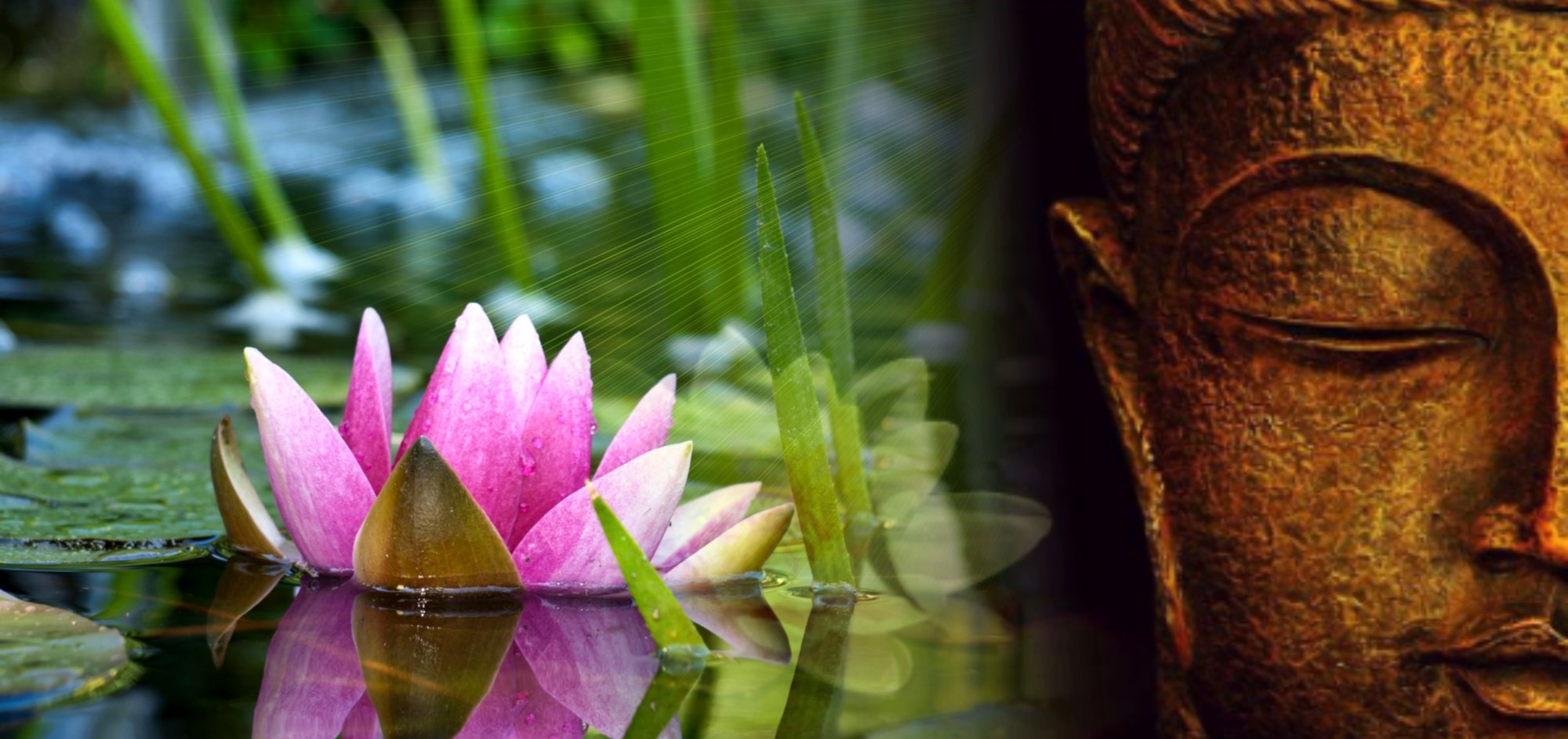 Lotus et Bouddha — massages selon l'Ayurvéda